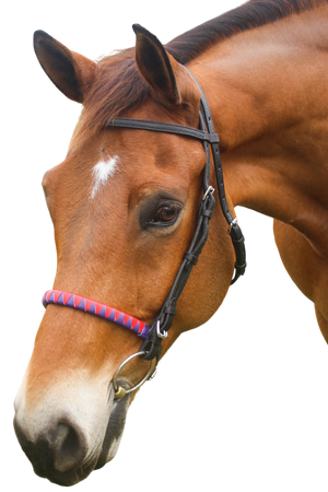 A horse wearing a bridle with a sharkstooth noseband.