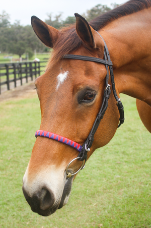 A horse wearing a bridle with a sharkstooth noseband.