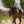 Cavallo_Cavaljodi_Bell_Boots-S26