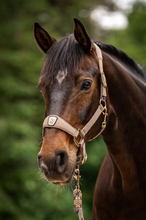 Cavallo_Cavalpawel_Fabric_Halter-S26