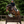 Cavalpolly_Saddle_Pad-26