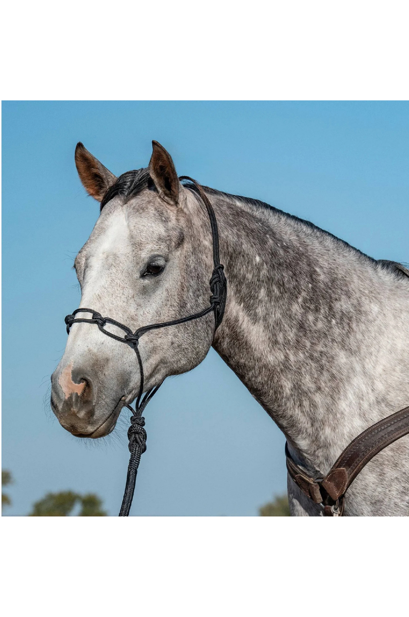 Classic_Equine_Chain_Link_Rope_Halter