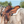 Classic_Equine_Orthopedic_FeltFleece_Pad