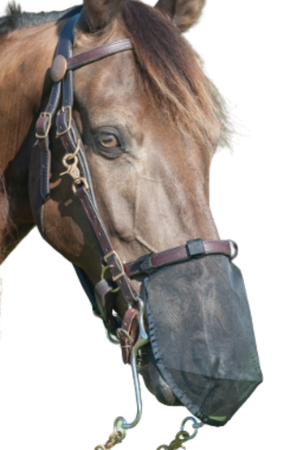 Horse wearing a fly mask on a white background