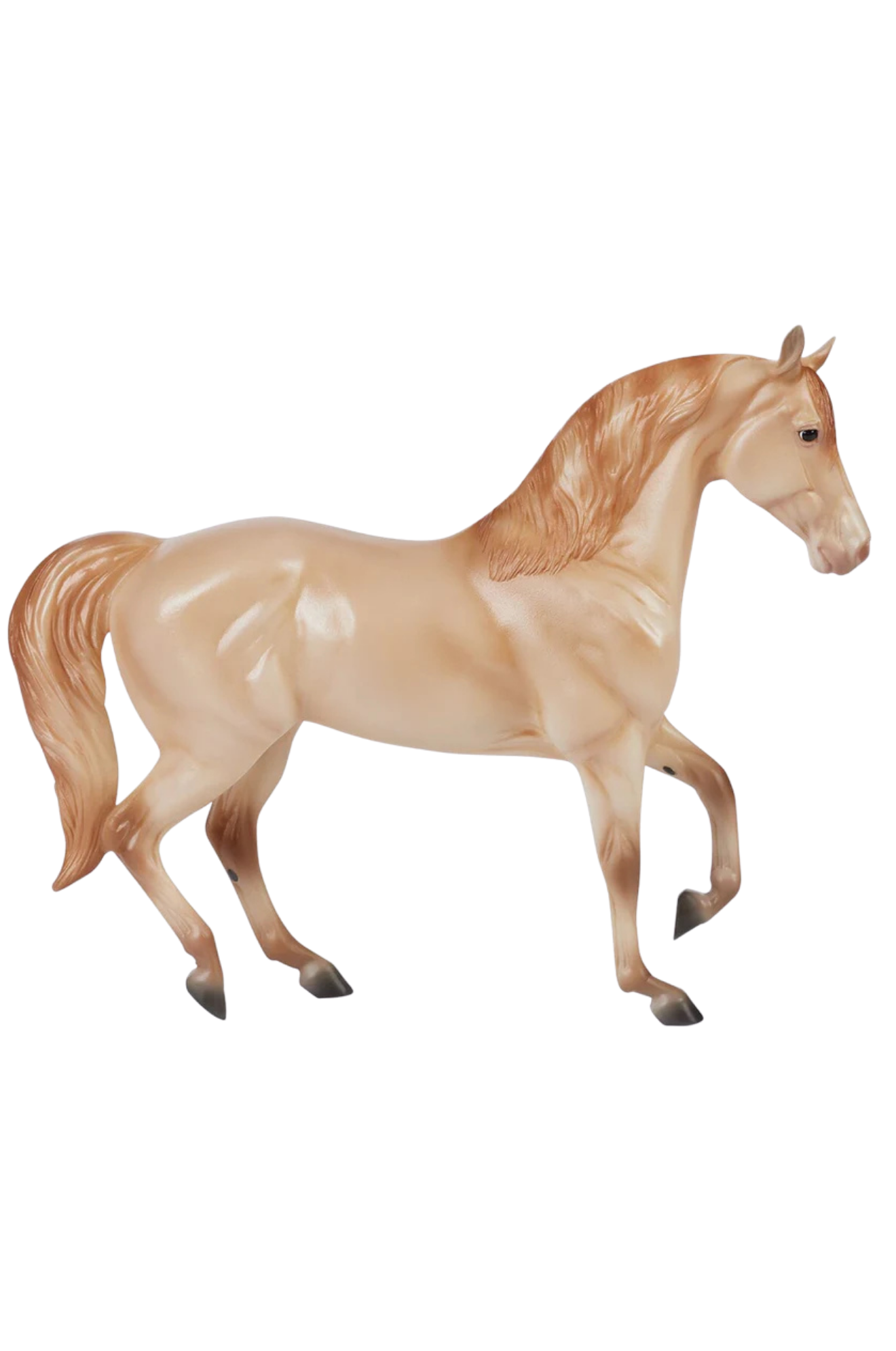 Gold Champagne Quarter Horse Cross