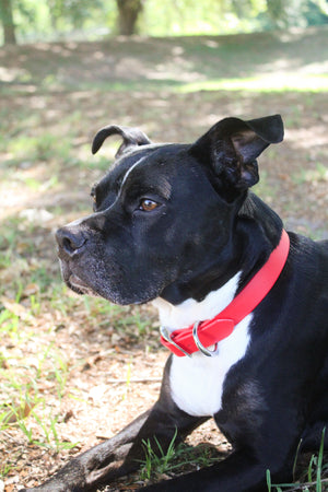 A dog wearing a biothane collar with brass hardware including a buckle and a D-ring.