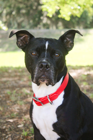 A dog wearing a biothane collar with brass hardware including a buckle and a D-ring.