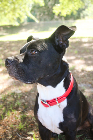 A dog wearing a biothane collar with brass hardware including a buckle and a D-ring.