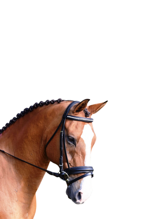 KL_LARKSPUR_BRIDLE_CRYSTAL_BROW