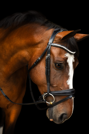 KL_Pace_Dressage_Bridle