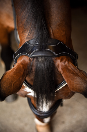 KL_Pace_Dressage_Bridle