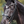 KL_Pirouette_Weymouth_Duo_BrowbandReins
