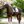 Lemieux_Brilliance_Dressage_Pad