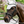Lemieux_Brilliance_Fly_Hood
