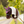 Lemieux_Hobby_Horse_Fly_Hood