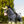Lemieux_Toy_Pony_Fly_Hood