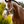 Lemieux_Vogue_Halter__Leadrope