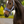 Lemieux_Vogue_Halter__Leadrope