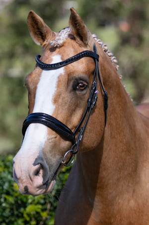 Lumiere_Arcadia_Luxury_Leather_Bridle_Cavesson