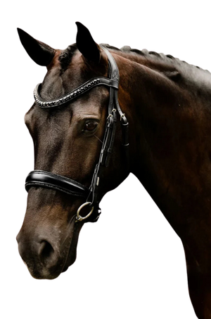 Lumiere_Arcadia_Luxury_Leather_Bridle_Cavesson