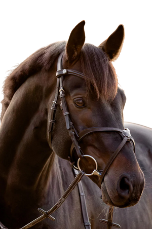 Lumiere_Pia_Grackle_Bridle