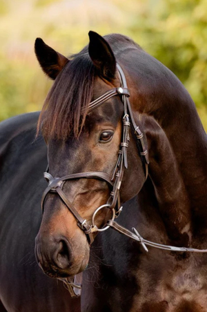 Lumiere_Pia_Grackle_BridleLumiere_Pia_Grackle_Bridle