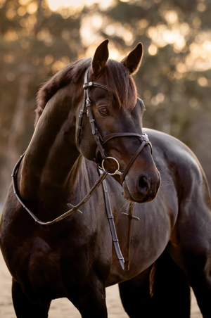 Lumiere_Pia_Grackle_Bridle