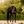 Lumiere_Pia_Grackle_Bridle