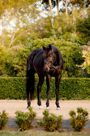 Lumiere_Pia_Grackle_Bridle