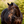 Lumiere_Pia_Grackle_Bridle
