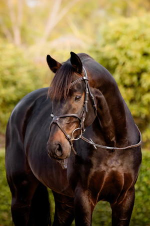 Lumiere_Pia_Grackle_Bridle