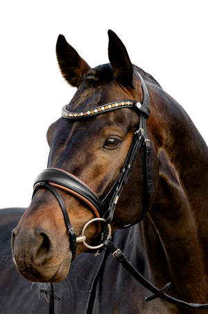 Lumiere_Pippa_Bridle