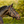 Lumiere_Pippa_Bridle
