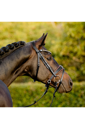Lumiere_Pippa_Bridle