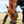 Noma_Grazing_Muzzle