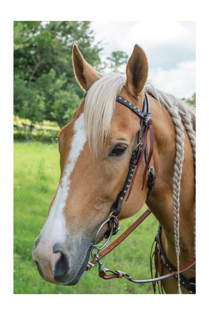 Remuda_BB_Headstall