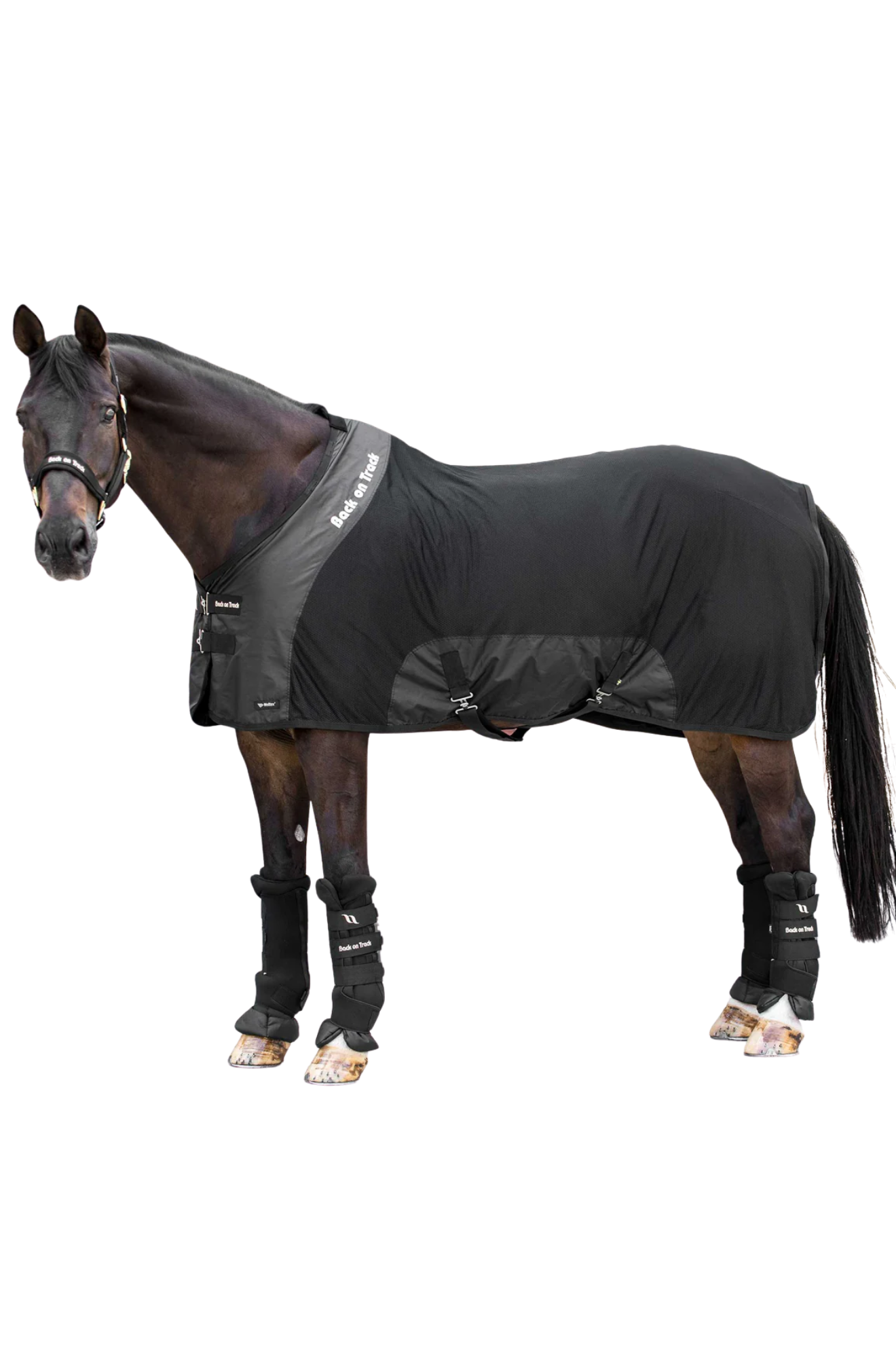 Back on Tack mesh sheet on bay horse