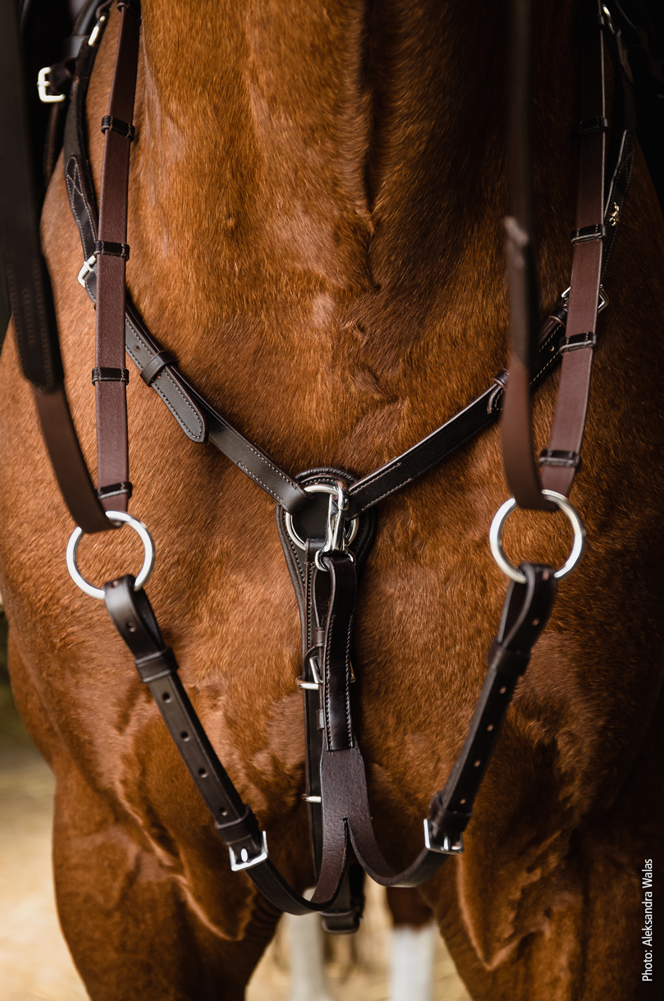 Schockemhle_SP_Como_Breastplate