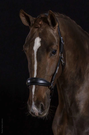 Schockemhle_SP_Fremont_Pro_Halter