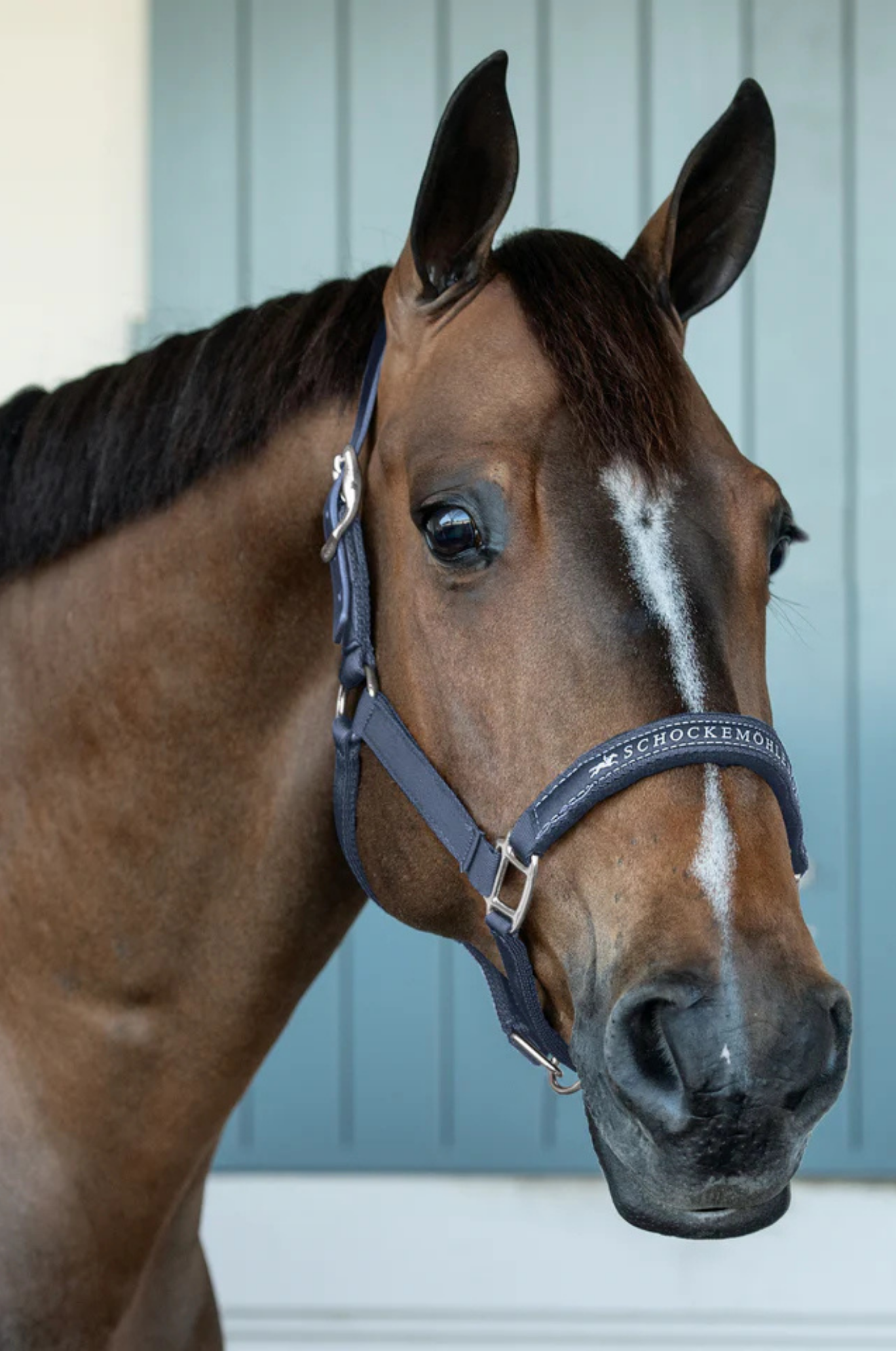 Schockemhle_SP_Memphis_Breakaway_Halter