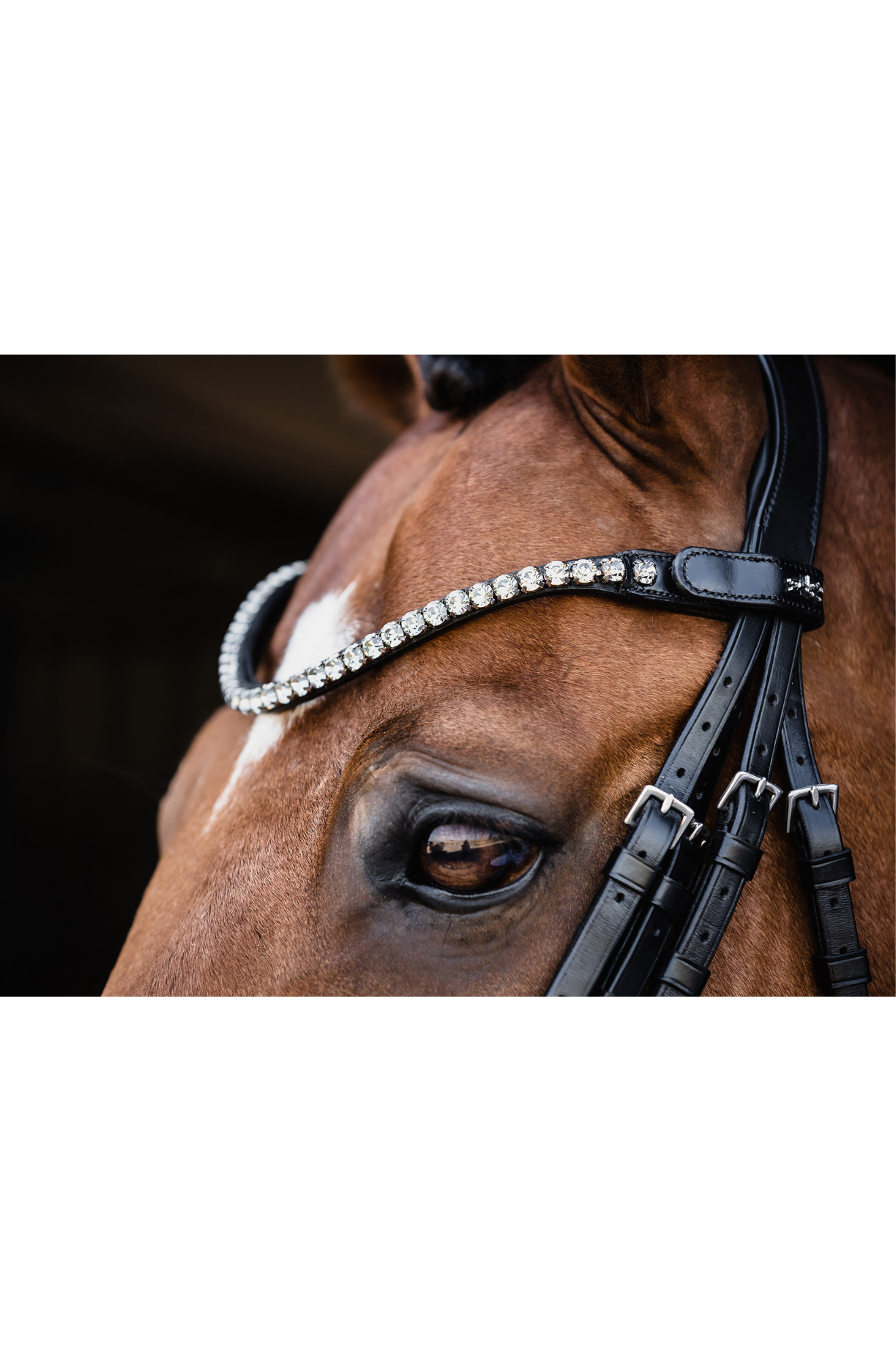 Schockemhle_SP_Milazzo_Double_Bridle