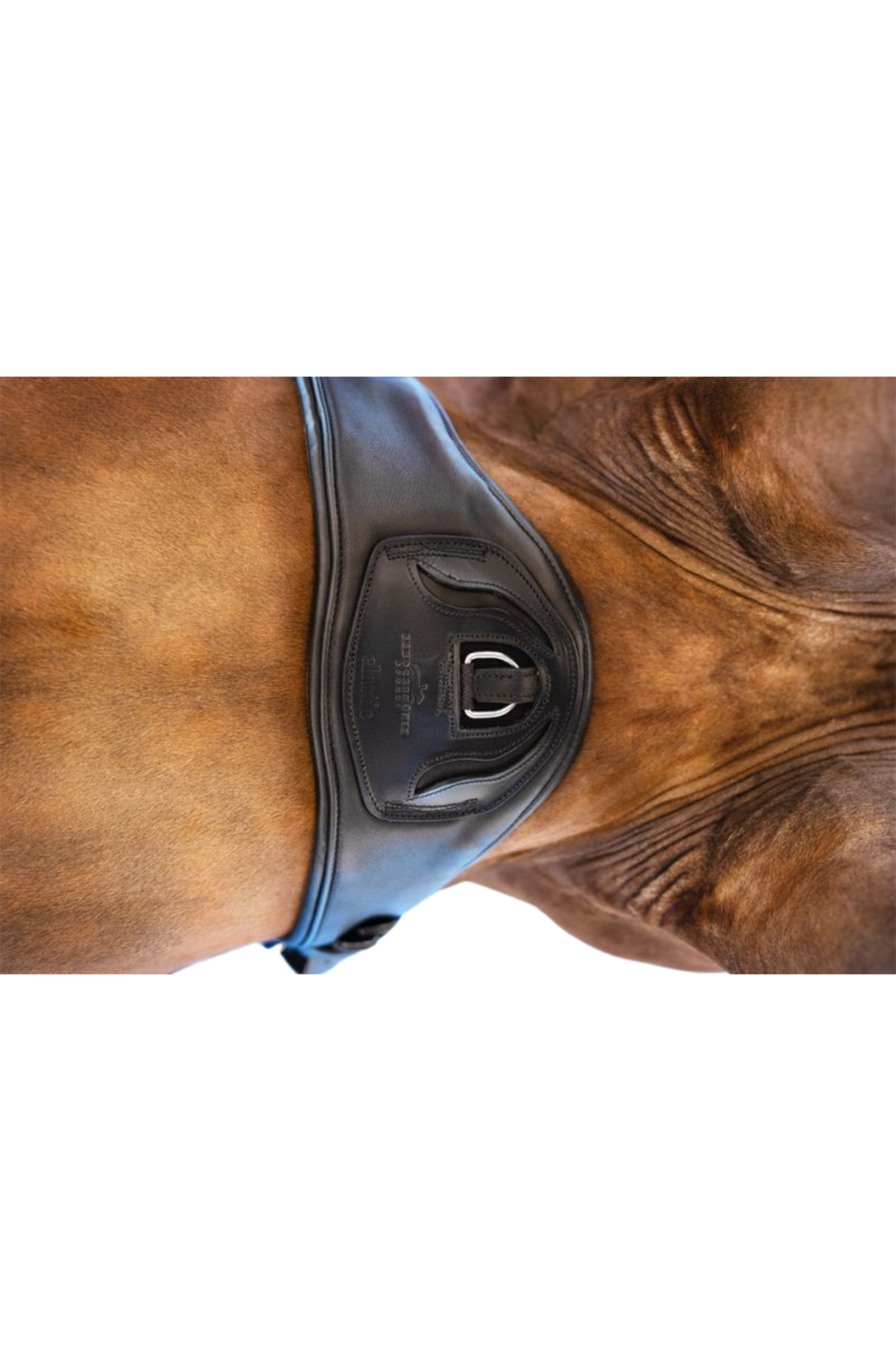 Schockemhle_SP_Pittsburgh_Dressage_Girth