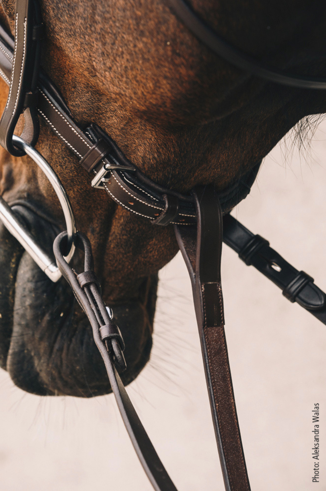 Schockemhle_SP_Santa_Clara_Select_Breastplate