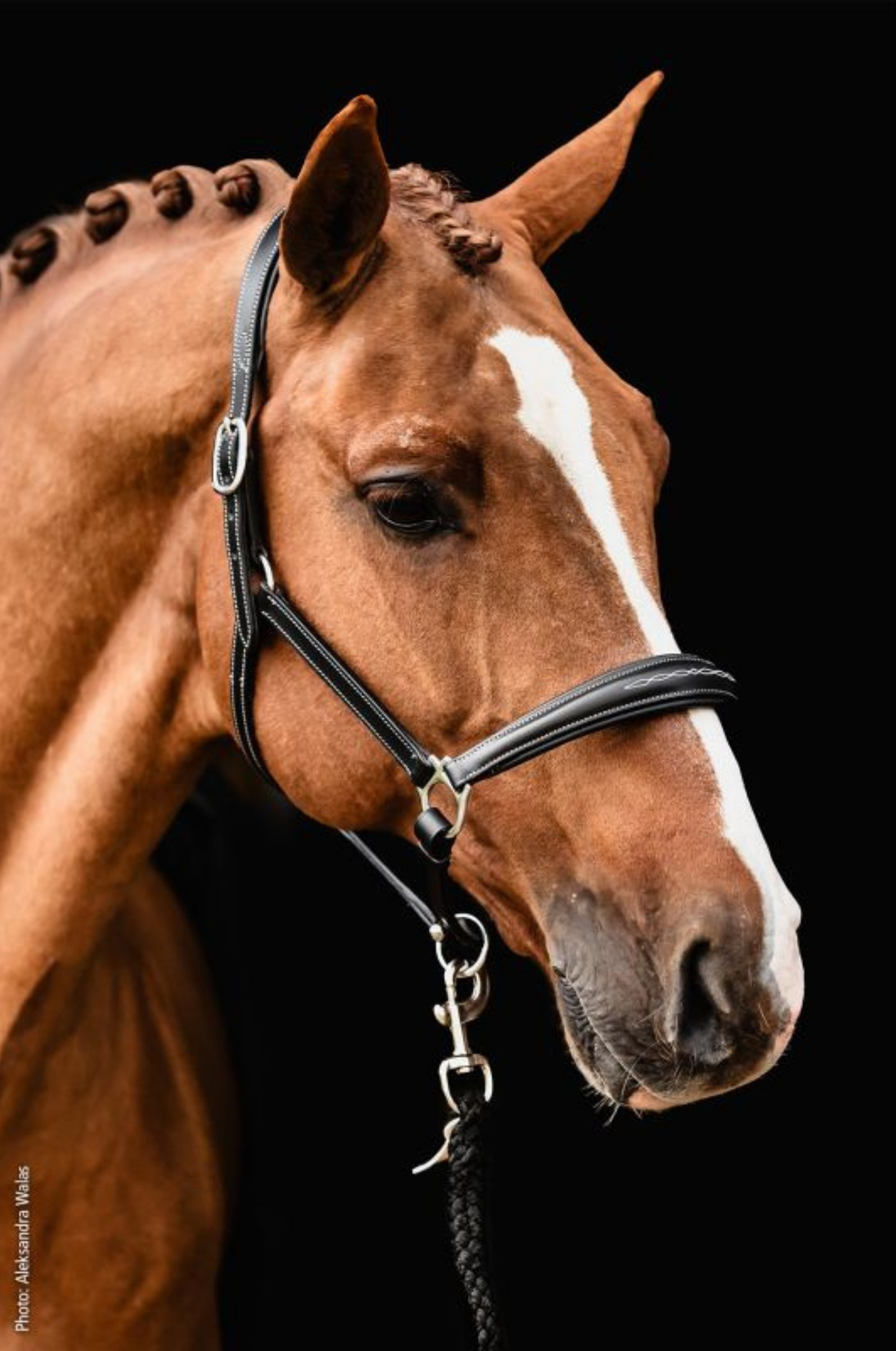 Schockemohle_SP_Frisco_Halter