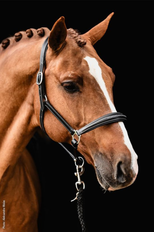 Schockemohle_SP_Frisco_Halter
