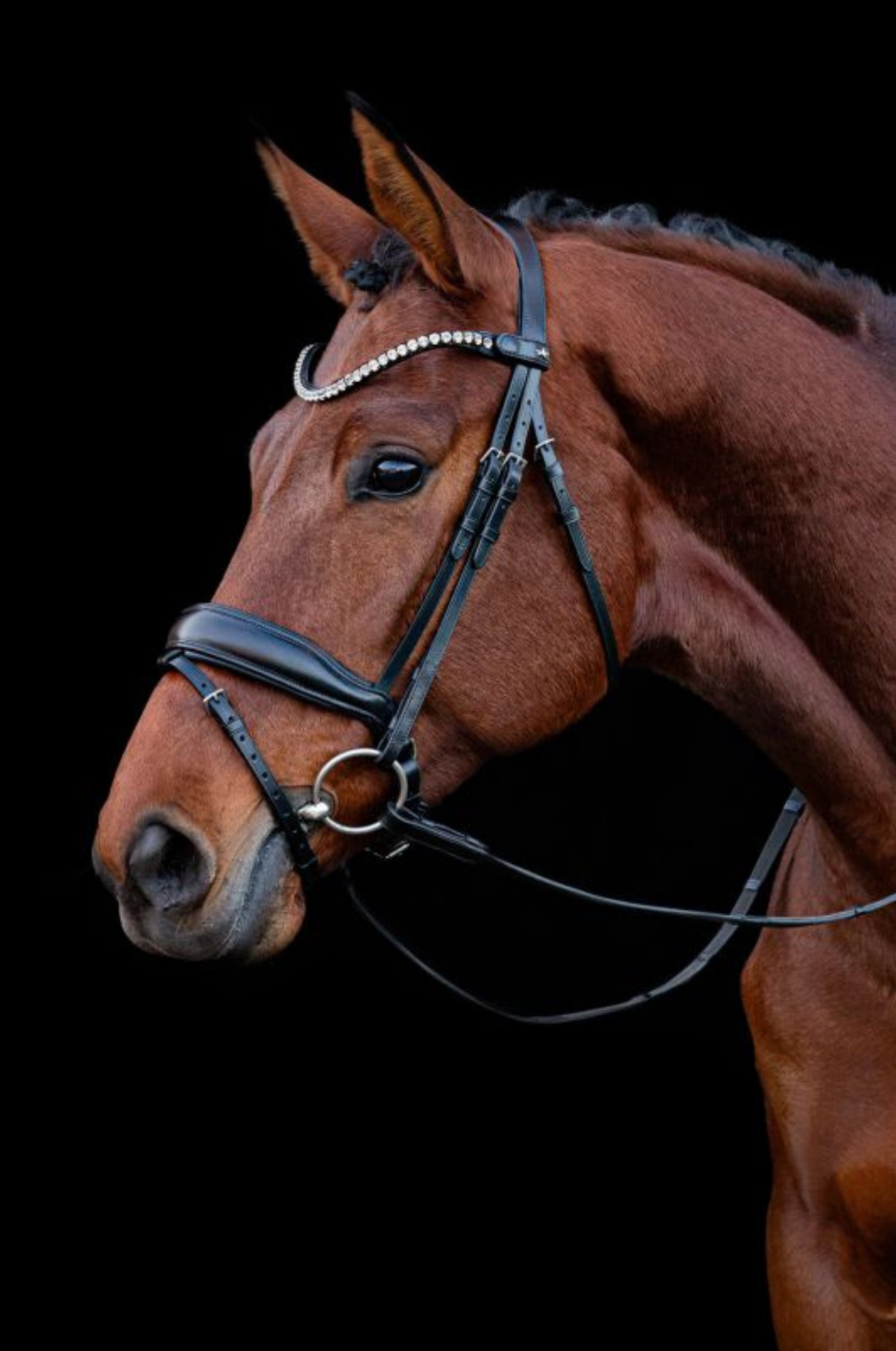 Schockemohle_Siena_Bridle