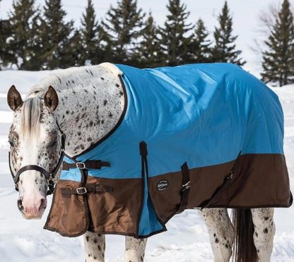 Horse wearing a blue and brown winter blanket in a snowy landscape with trees.