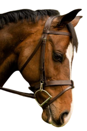 A brown horse wearing a black and brown training bridle.