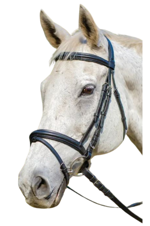 Avignon Louisville Bridle