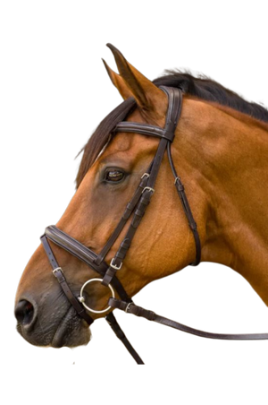 Avignon Louisville Bridle